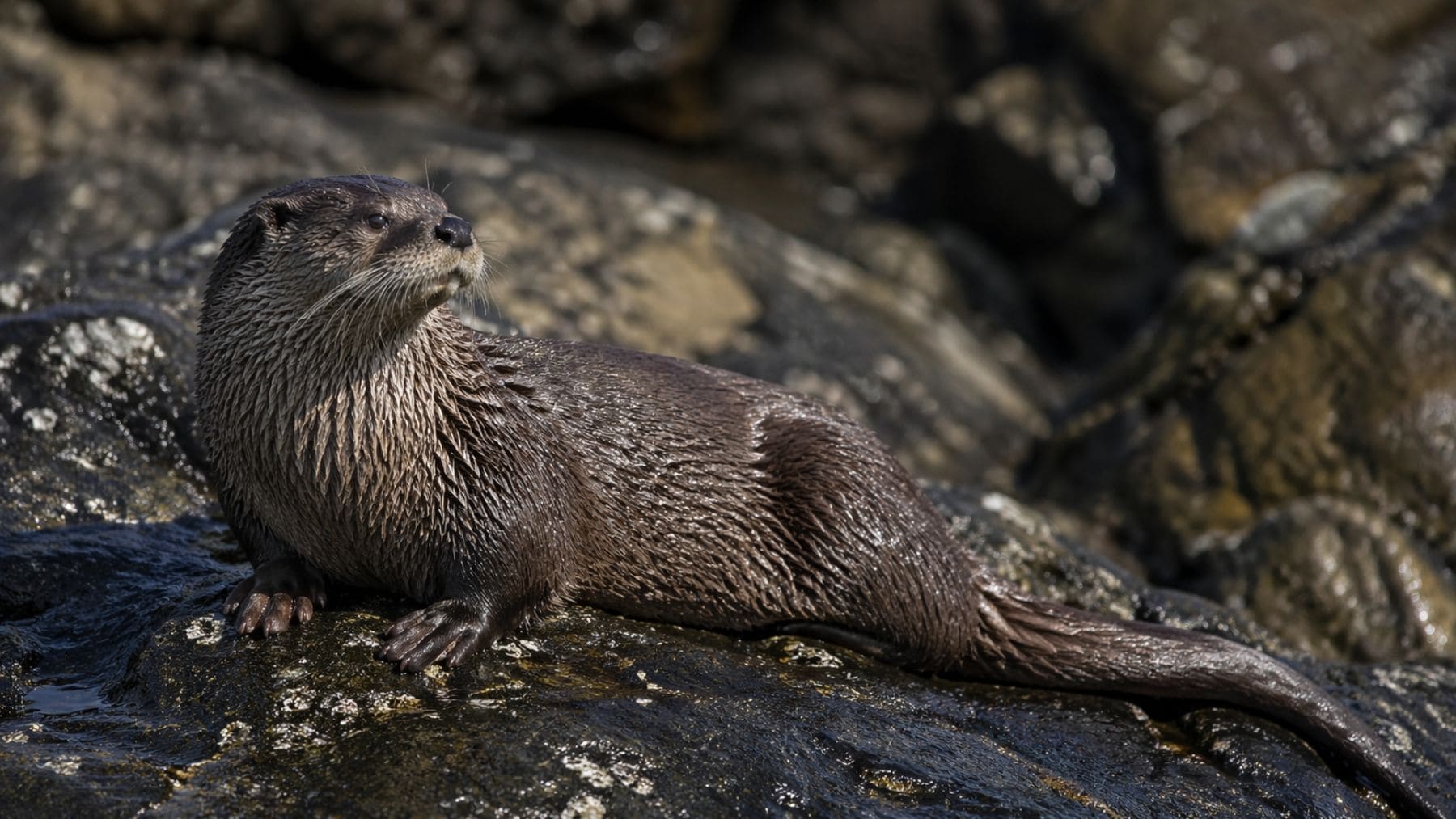 Chungungo Changuita reaparece en la costa de Viña del Mar tras 7 años sin registros en Chile.