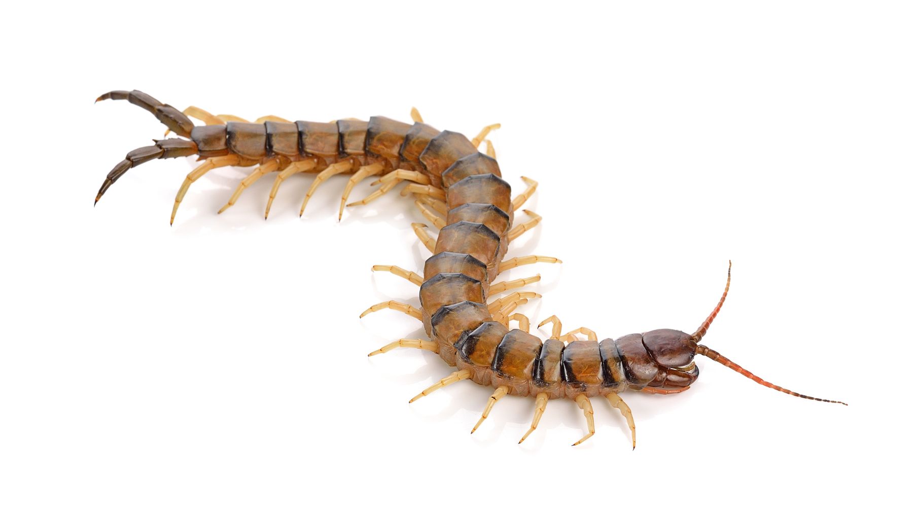 Ciempiés doméstico Scutigera coleoptrata en casa, insecto que elimina plagas y aparece en zonas húmedas.