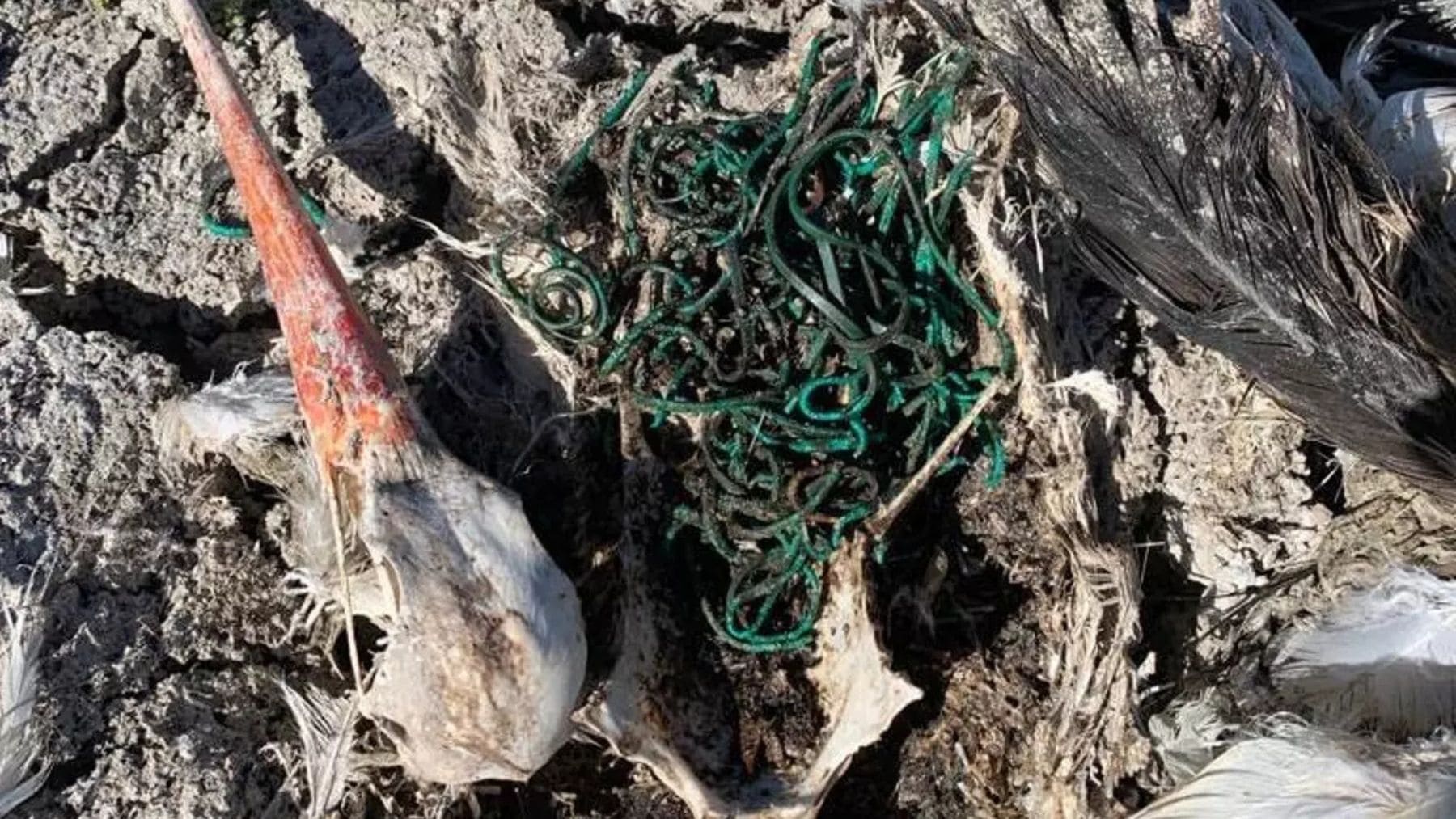 Restos de cigüeña en Doñana con más de 150 gomas elásticas ingeridas en su estómago.