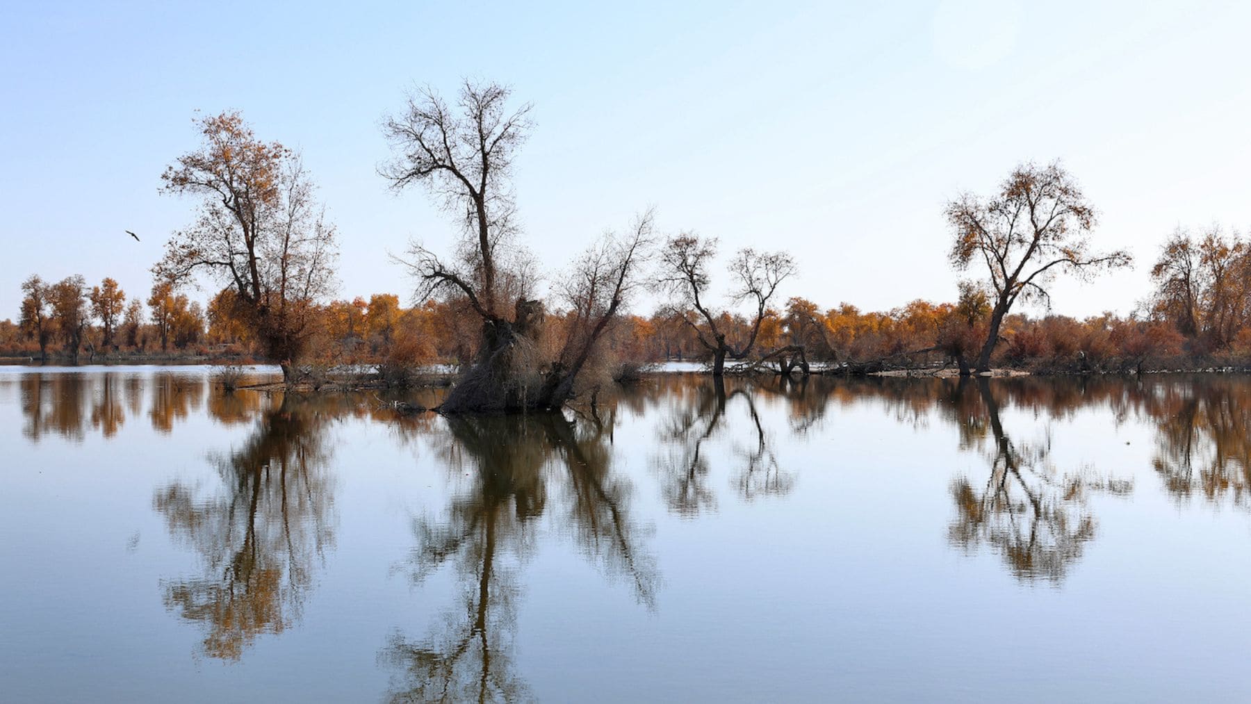 Cinturón verde en el desierto de Taklamakán con árboles junto a zona húmeda en Xinjiang, China.