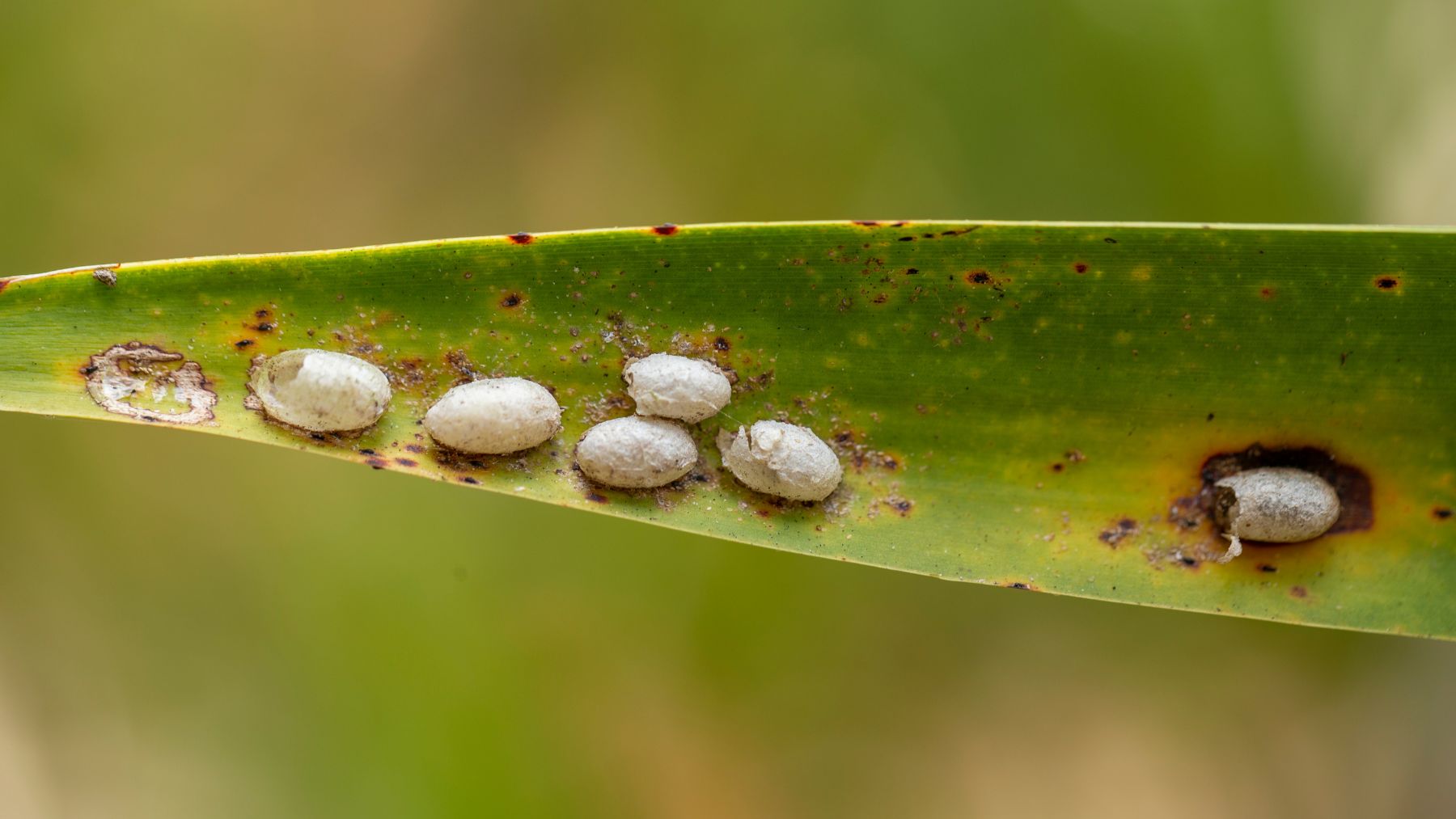 huevos de insectos sobre hoja afectados por el declive global de insectos y pérdida de biodiversidad.