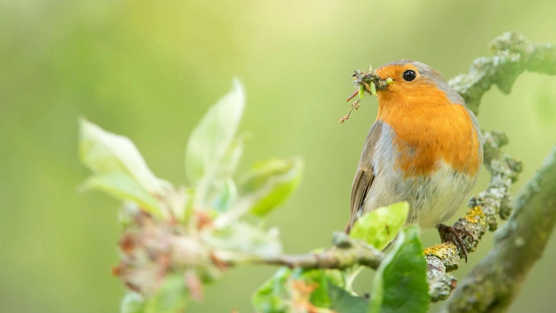 Petirrojo alimentándose con insectos en una rama, ejemplo de alimentación natural frente a comederos artificiales.