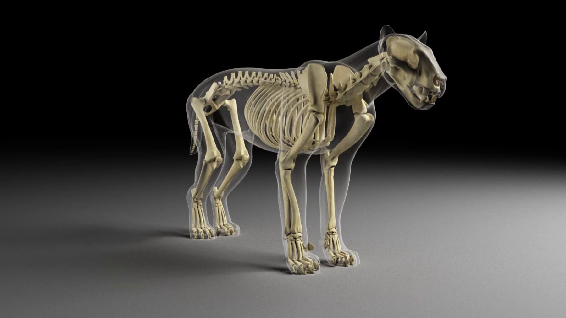 cómo era el dientes de sable ibérico Promegantereon ogygia