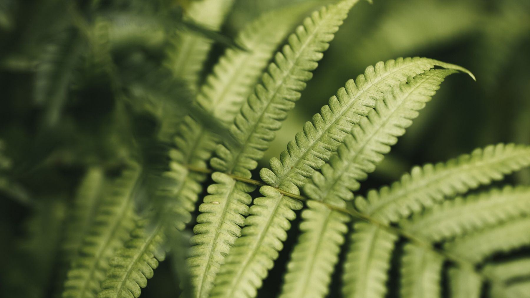 cómo sobrevivieron las plantas a la mayor extinción de la Tierra licofitas fósiles