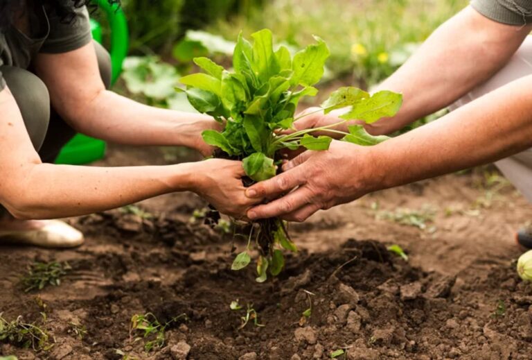 I Congreso Internacional de Biodiversidad y Agricultura en Jaén agricultura sostenible