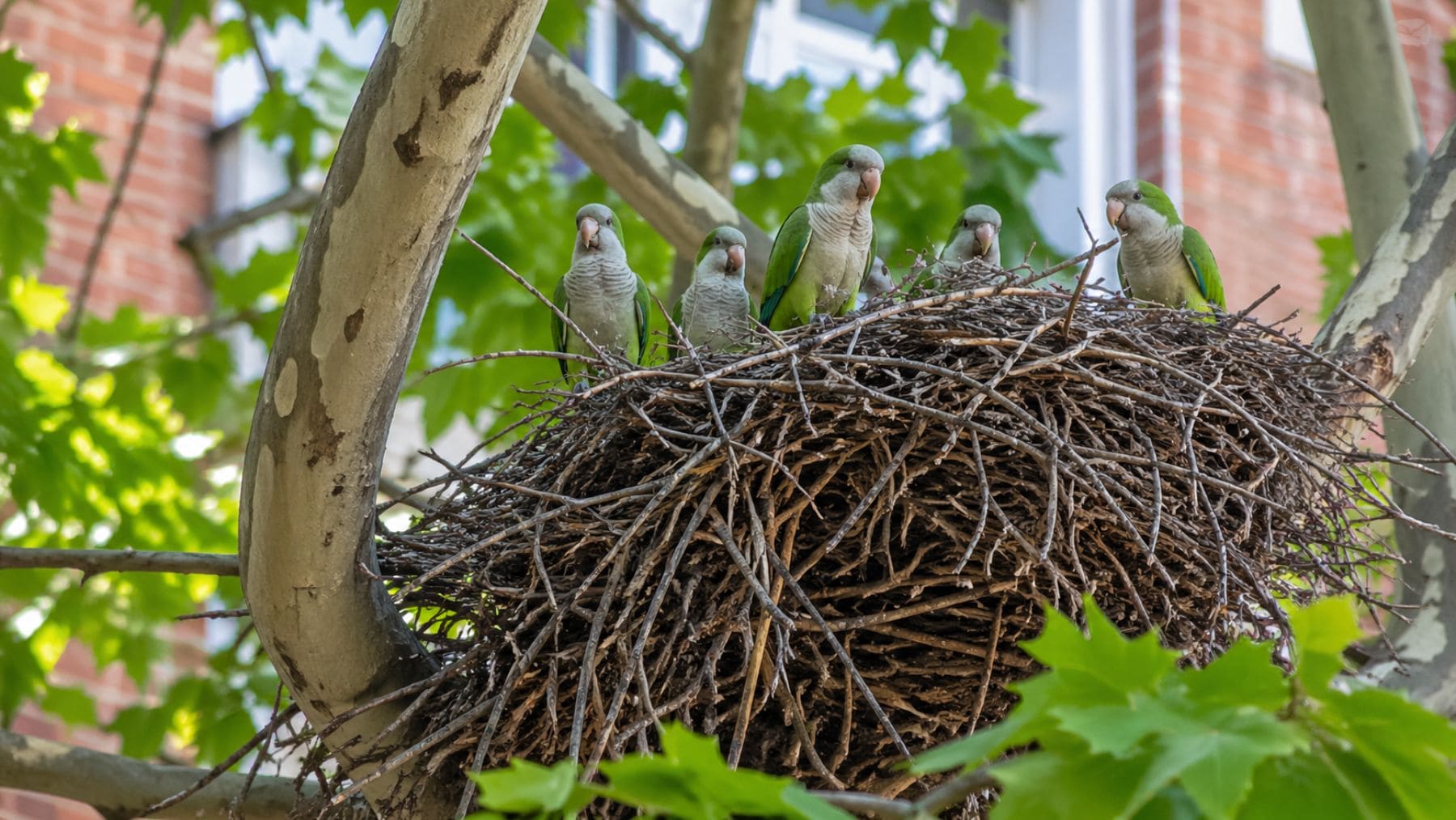Cotorras argentinas en un gran nido urbano en un árbol de ciudad.