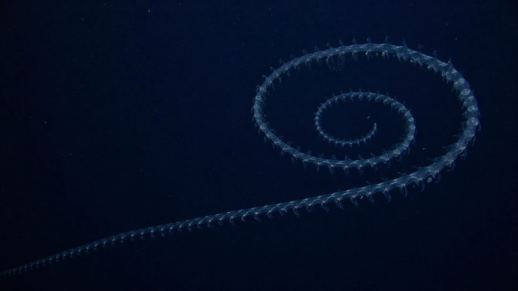 Sifonóforo gigante en espiral de 47 metros grabado en el océano profundo frente a Ningaloo, Australia.
