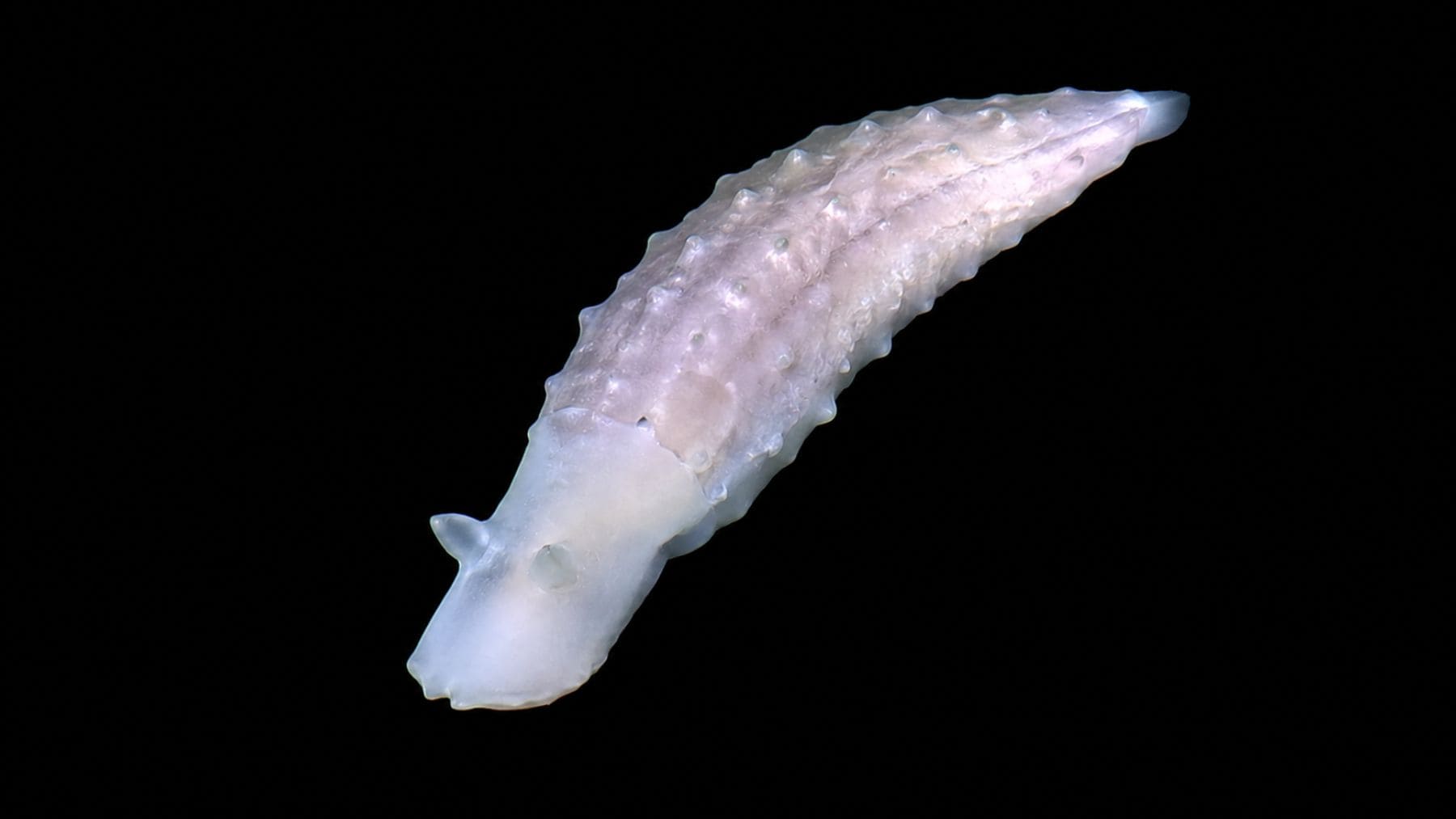 Criatura desconocida hallada a 9000 metros de profundidad en el océano cerca de Japón durante una expedición científica.