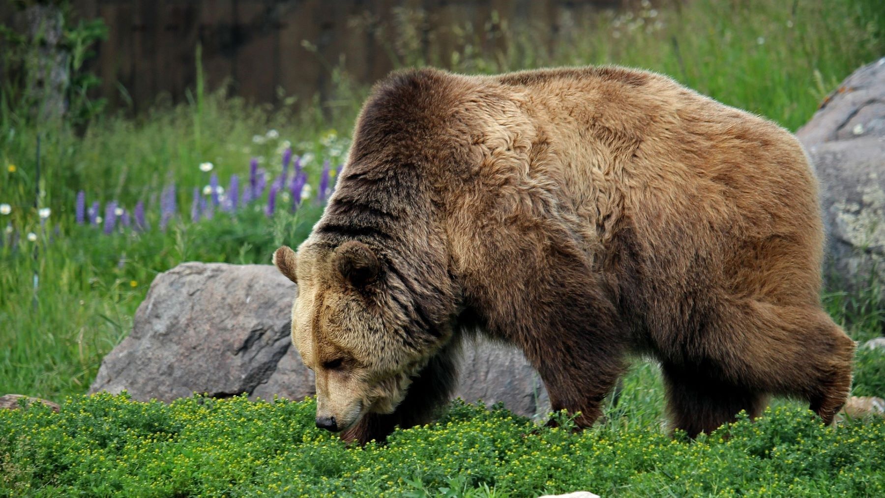 Galicia solo protege el 2 % de sus especies amenazadas y evidencia el fracaso de su catálogo