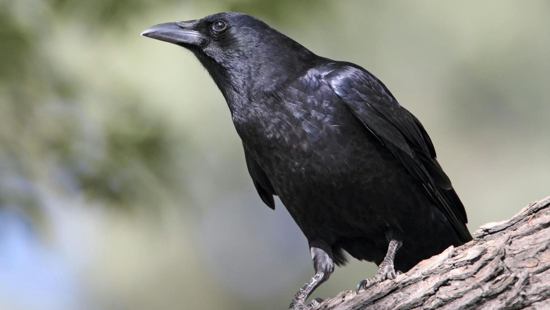 Los cuervos son de las aves más inteligentes del mundo con habilidades sorprendentes comprobadas científicamente