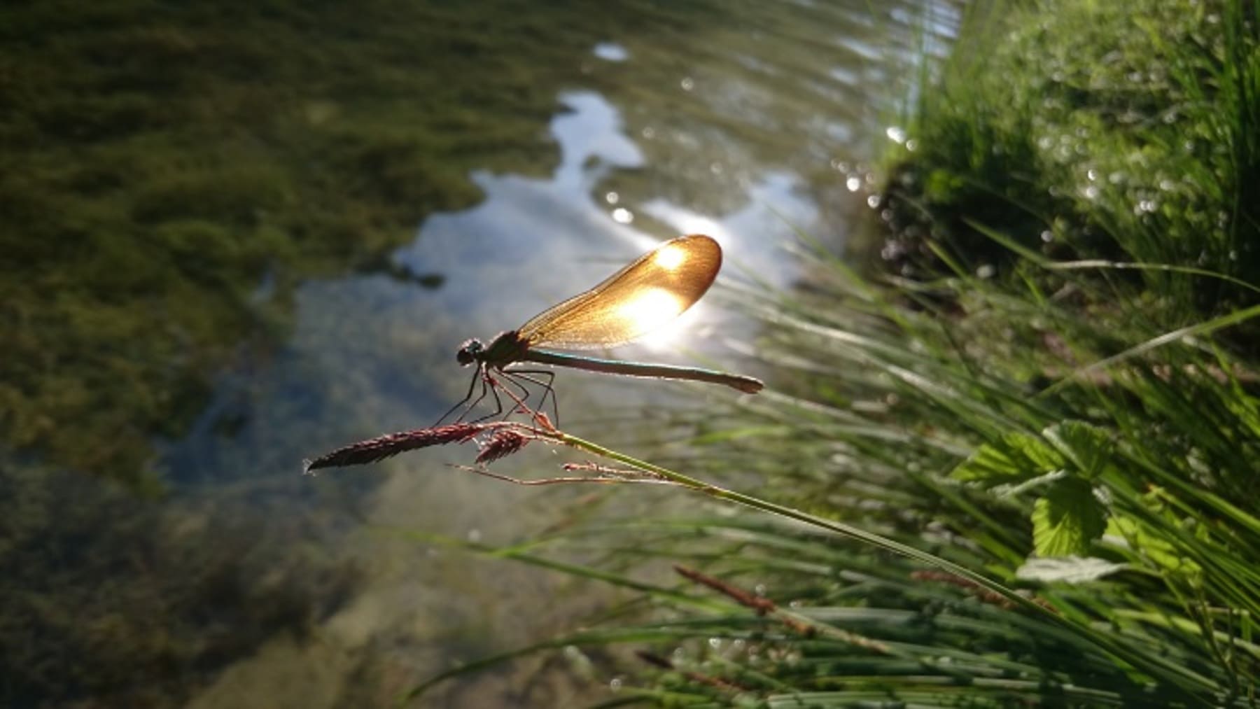 Fundación Global Nature abre datos de biodiversidad en España para impulsar la ciencia y la conservación