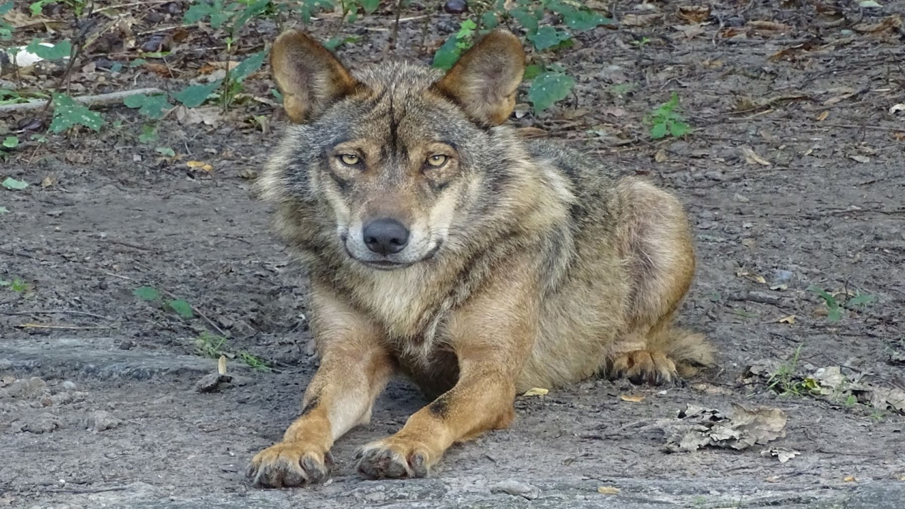 Detectan cinco grupos de lobos en el Geoparque de las Loras y reabre el debate con la ganadería