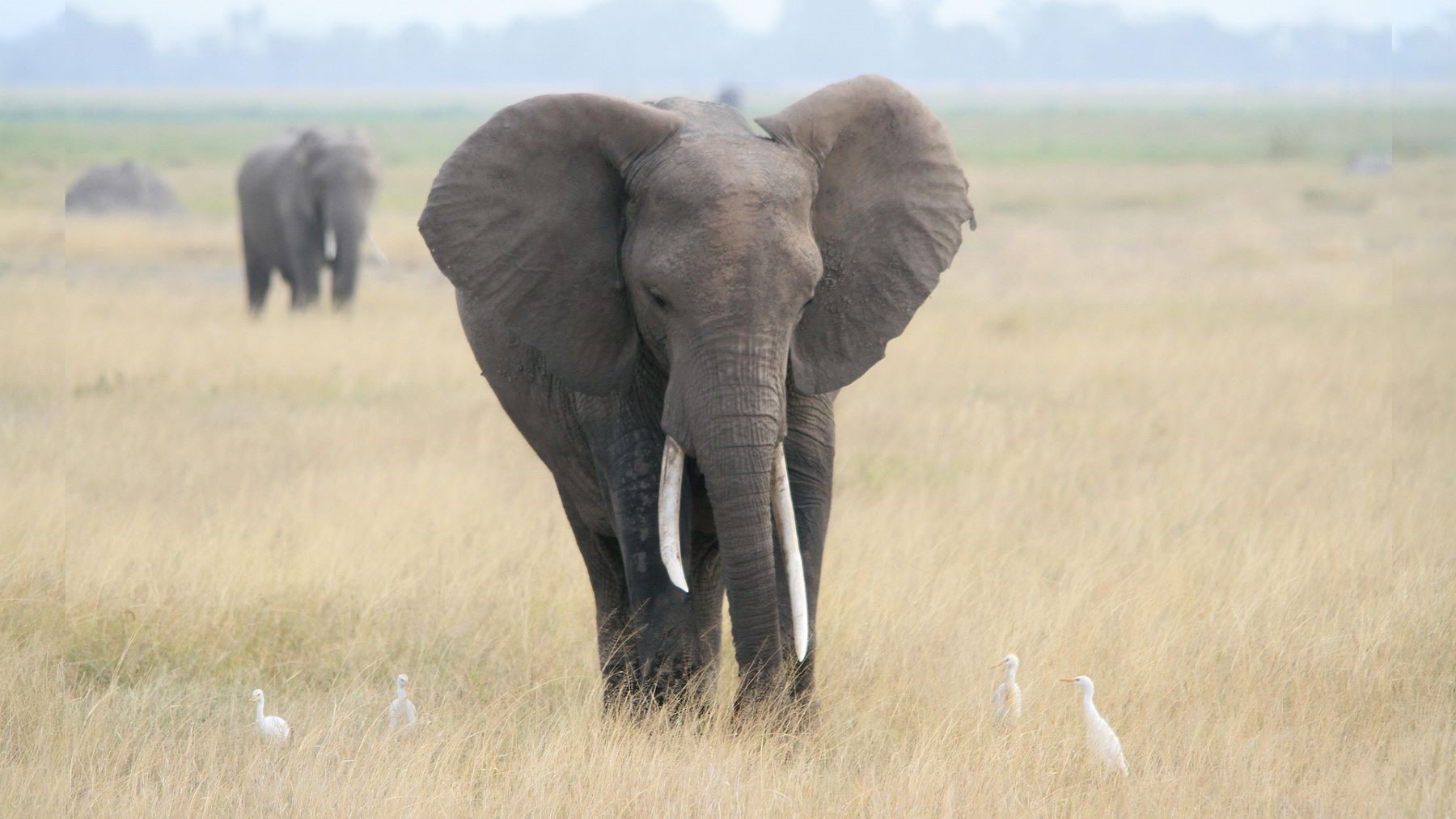 aislamiento genético de los elefantes africanos