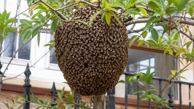 Enjambre de abejas en una rama junto a una casa durante la enjambrazón en primavera en España.