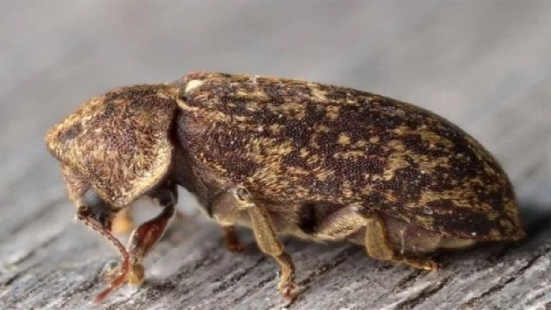 escarabajo lymexylidae amazonia madera hongos