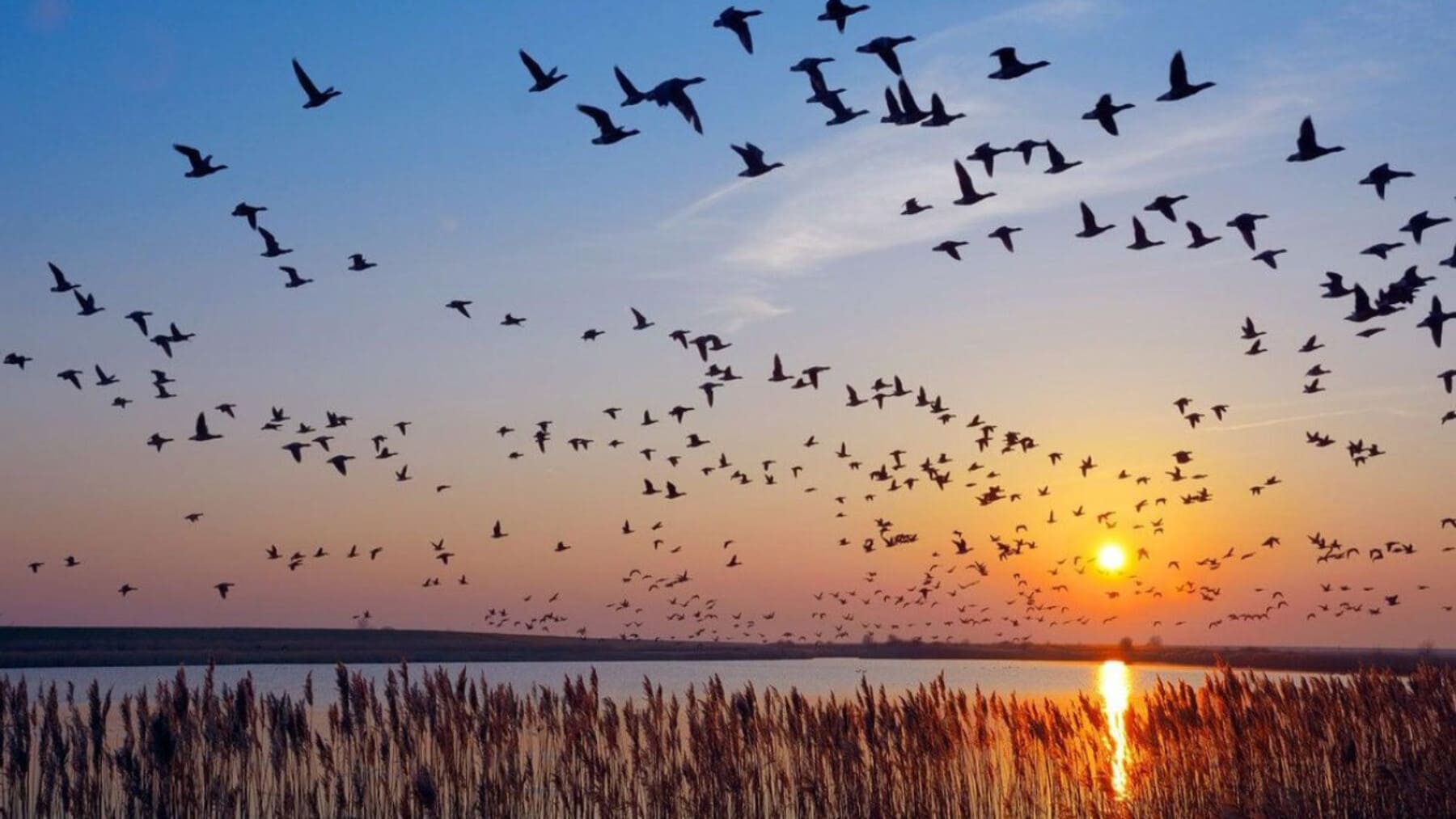turismo ornitológico España primavera aves migratorias destinos birdwatching