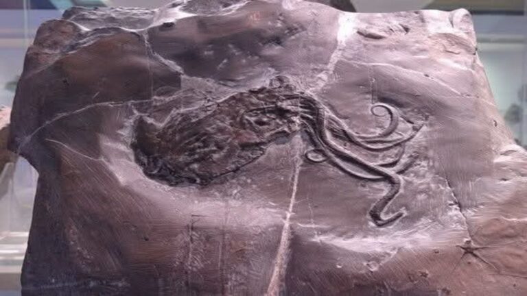 Fósil de pulpo más antiguo era en realidad un nautilo de 300 millones de años analizado con tecnología