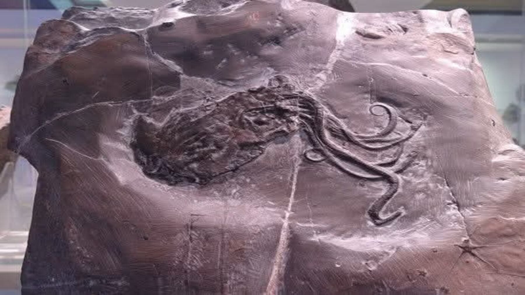 Fósil de pulpo más antiguo era en realidad un nautilo de 300 millones de años analizado con tecnología