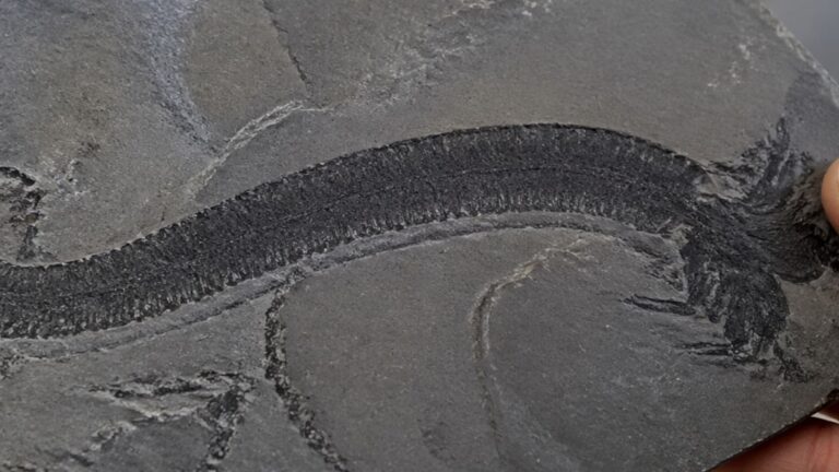Fósil de animal primitivo hallado en China que adelanta el origen de la evolución animal antes del Cámbrico.