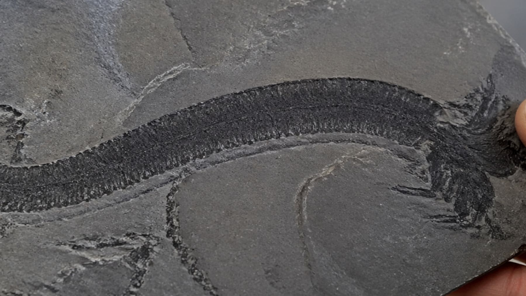 Fósil de animal primitivo hallado en China que adelanta el origen de la evolución animal antes del Cámbrico.