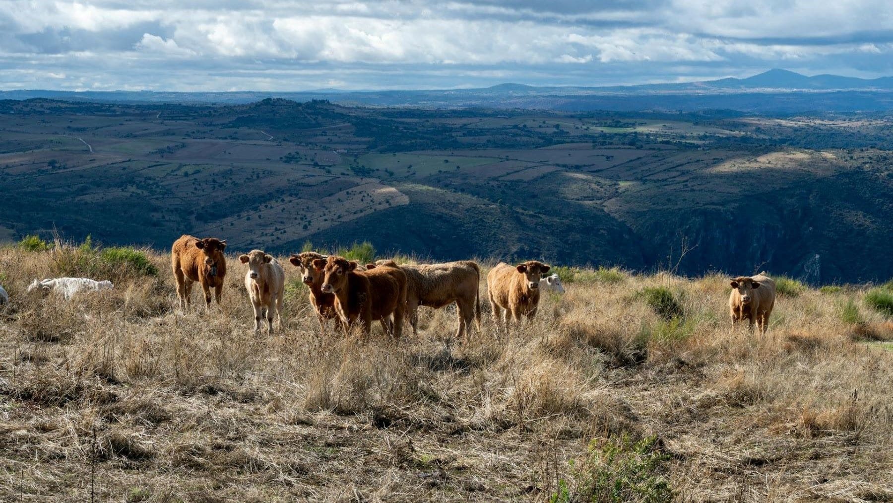 estrategia de la ganadería extensiva en Andalucía