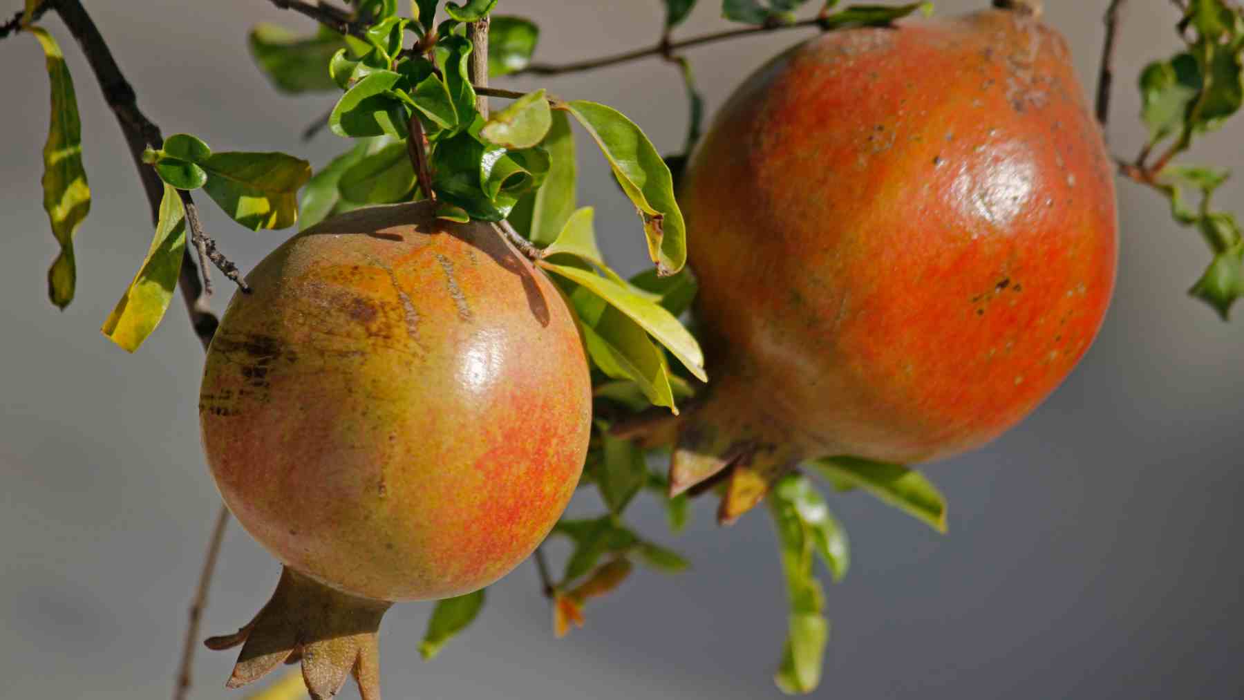 Granadas maduras en un árbol granado (Punica granatum) ideal para jardines pequeños con raíces no invasivas.