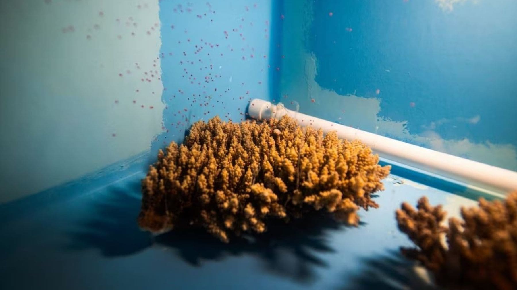 Coral liberando embriones en laboratorio en Seychelles para restaurar arrecifes dañados por el calentamiento global.