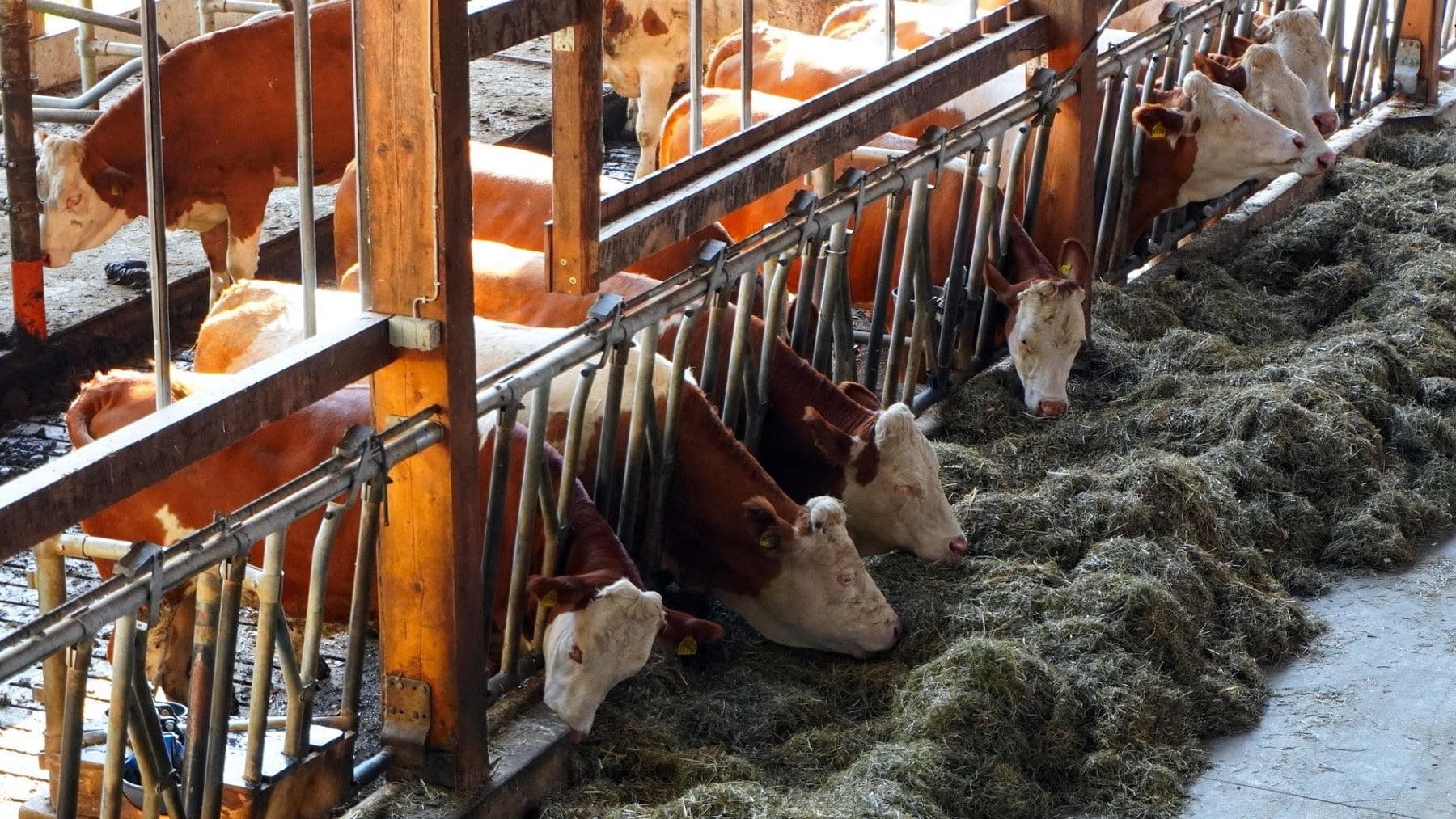 el 98 por ciento de las afirmaciones ambientales de las grandes empresas cárnicas y lácteas son greenwashing