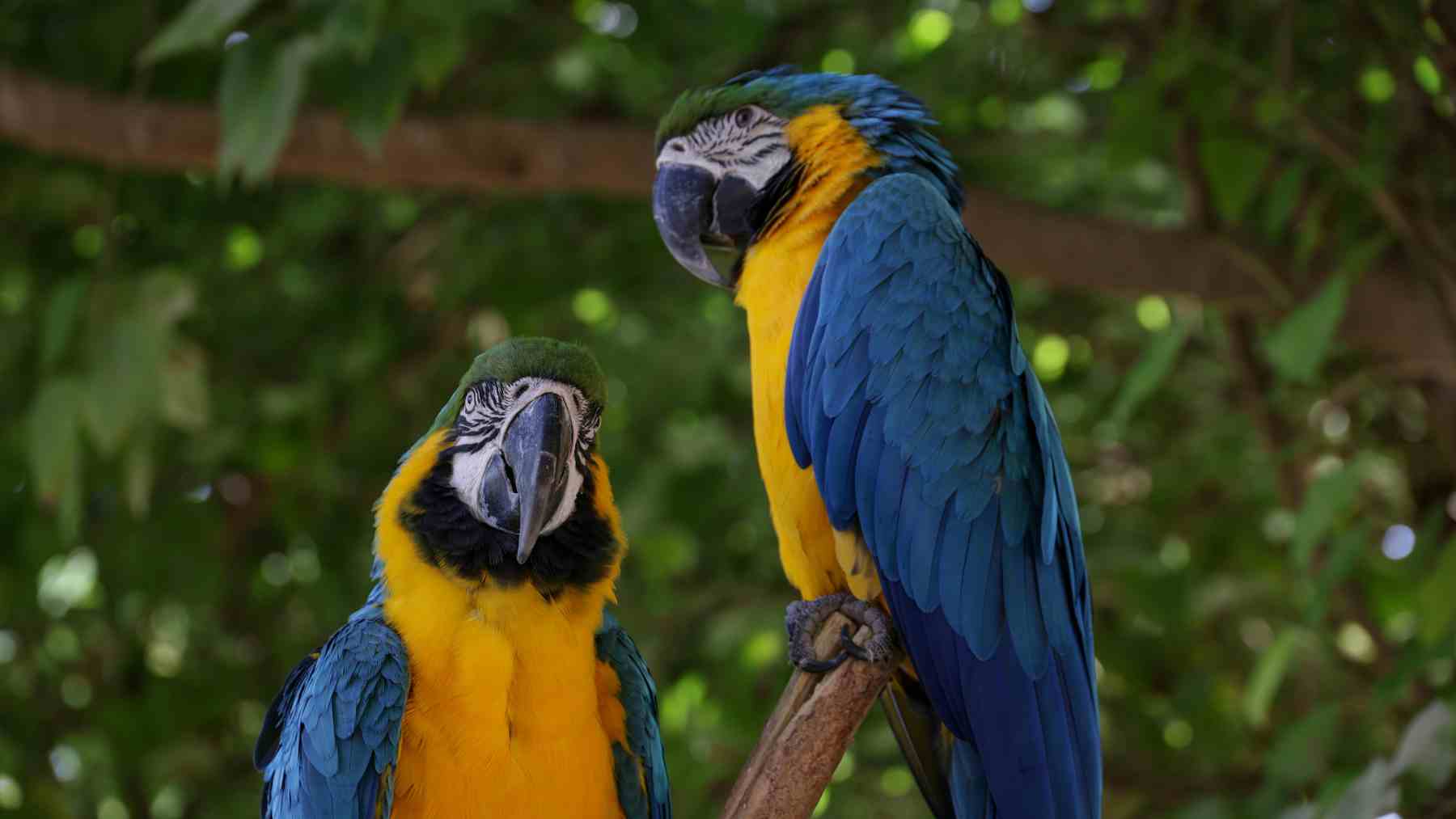 Guacamayos azul y amarillo en la selva tras su reintroducción en Río de Janeiro.