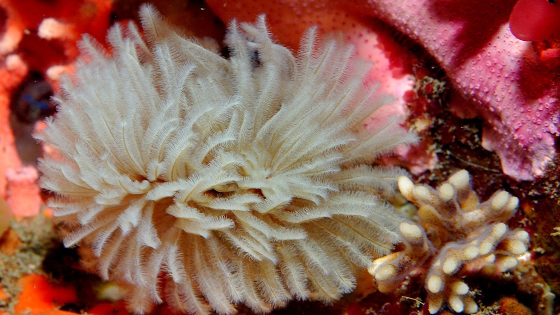 Gusano marino anélido sabélido en el fondo oceánico, especie clave en riesgo de extinción silenciosa.