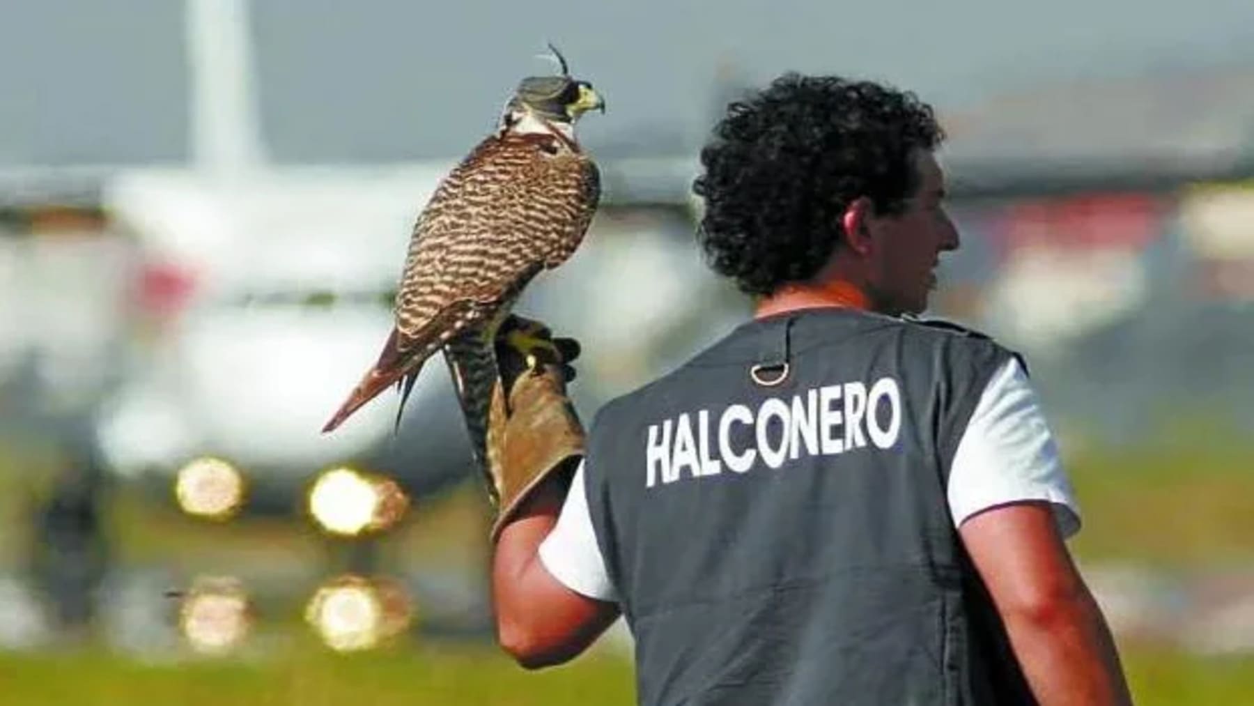 La cetrería en España crece gracias a los halcones en aeropuertos