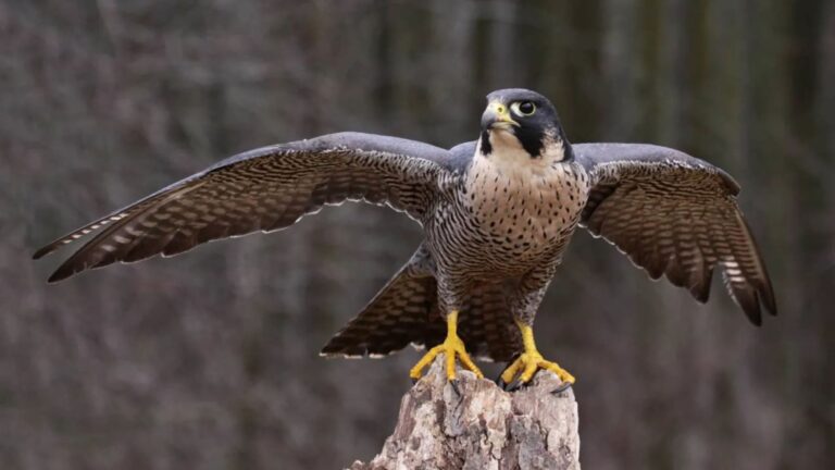 halcón peregrino vuelve a criar en Marismas del Odiel tras más de una década