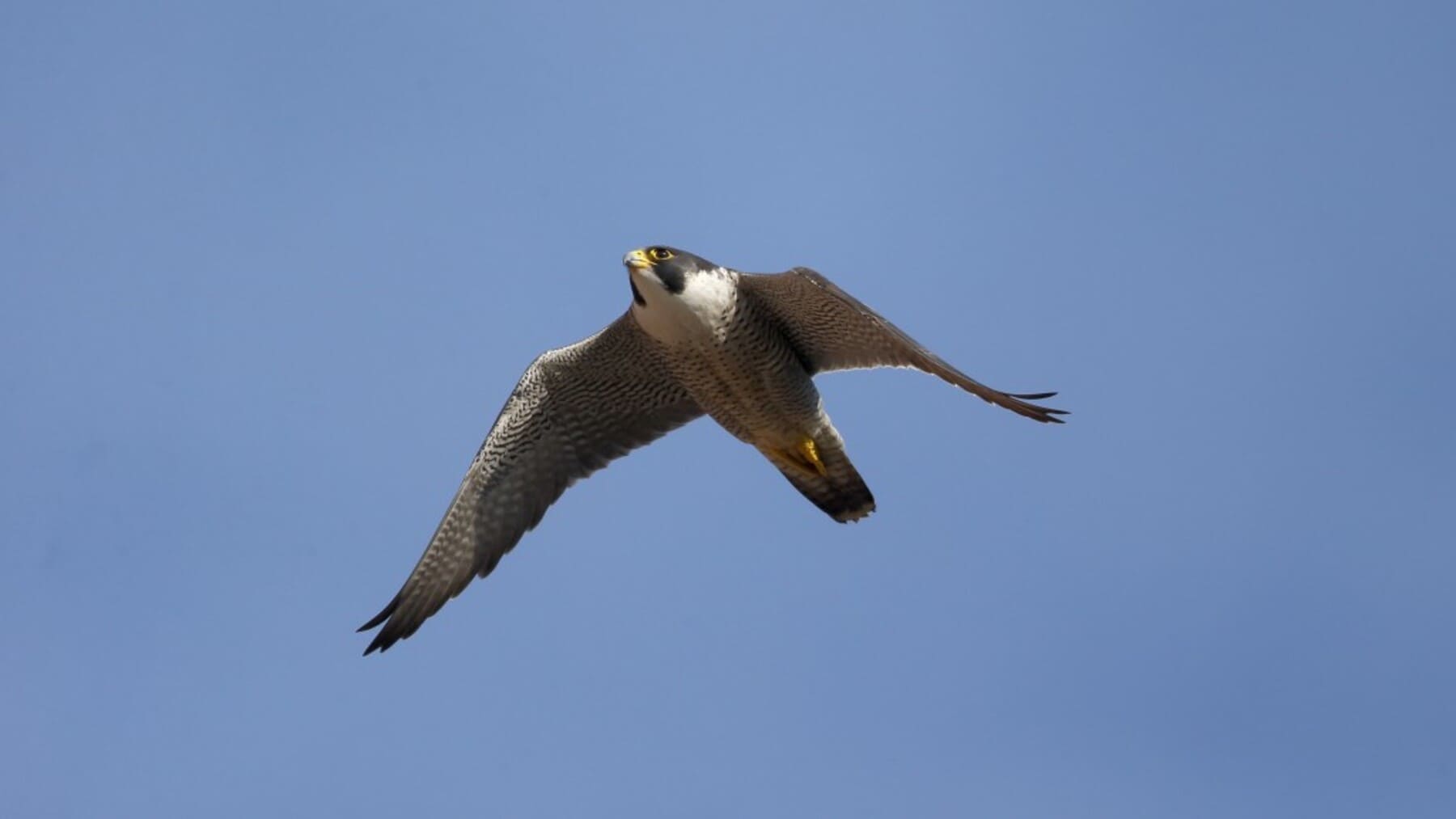nacen polluelos de halcón peregrino en la Sagrada Familia de Barcelona