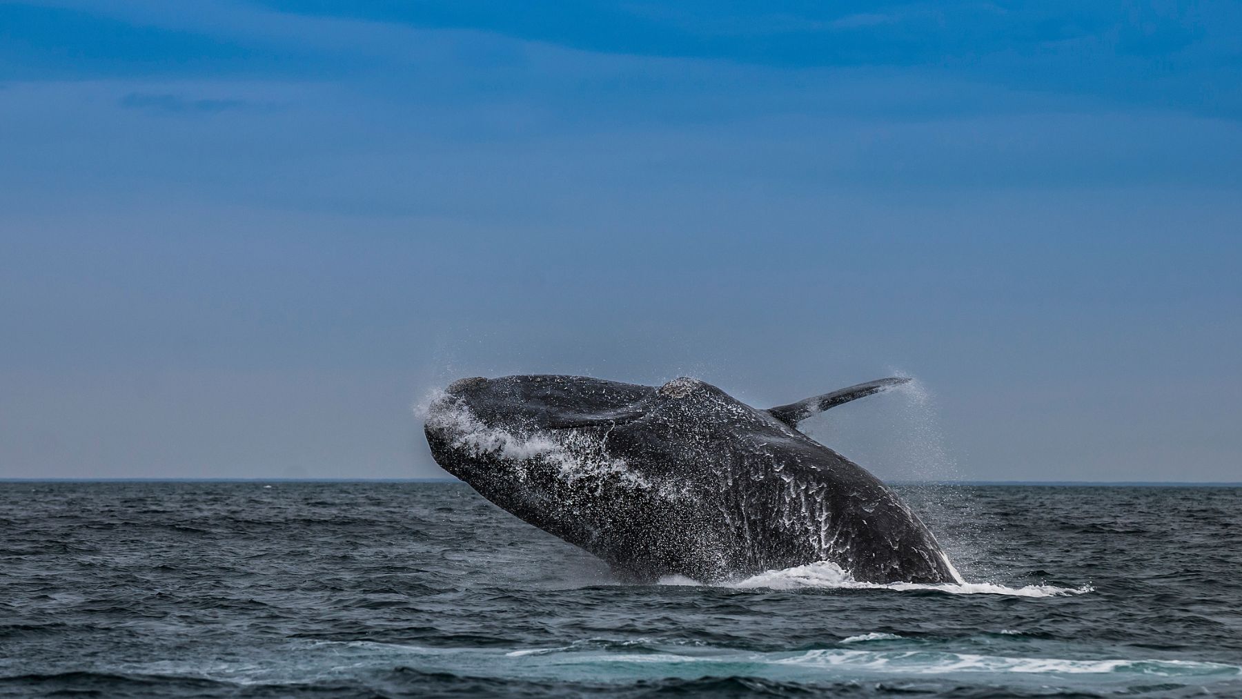 Ballena jorobada saltando en el océano, clave en el estudio sobre cómo sus heces fertilizan el mar.