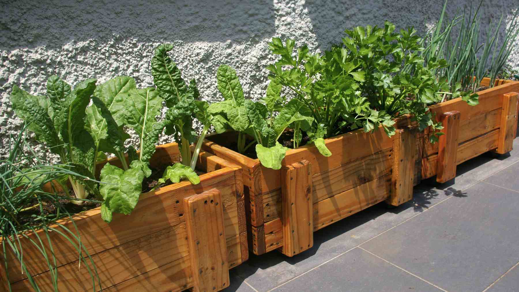 hierbas frescas en macetas con propiedades antioxidantes beneficiosas para el corazón y el intestino.