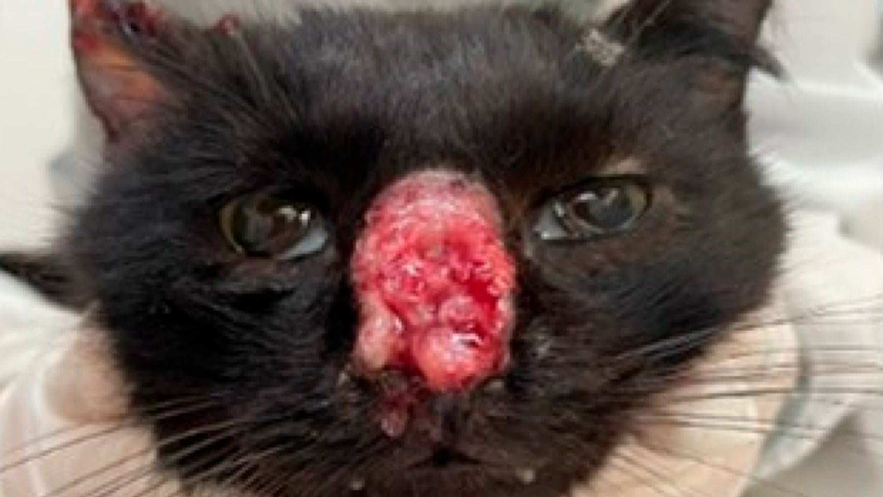 lesiones por esporotricosis en gato infectado por Sporothrix brasiliensis con riesgo de contagio a humanos.