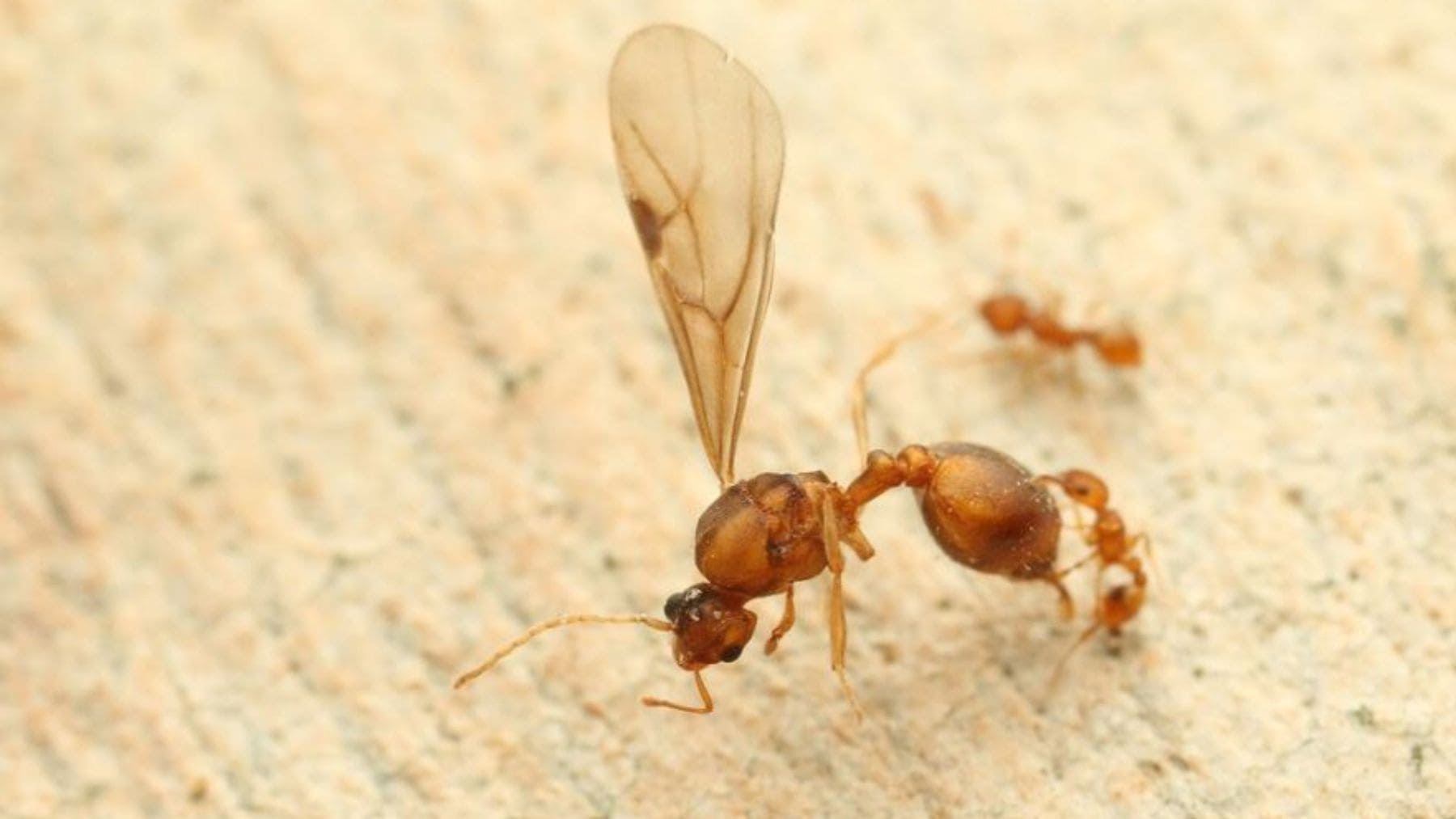 Hormiga eléctrica Wasmannia auropunctata en primer plano, especie invasora detectada en Francia.