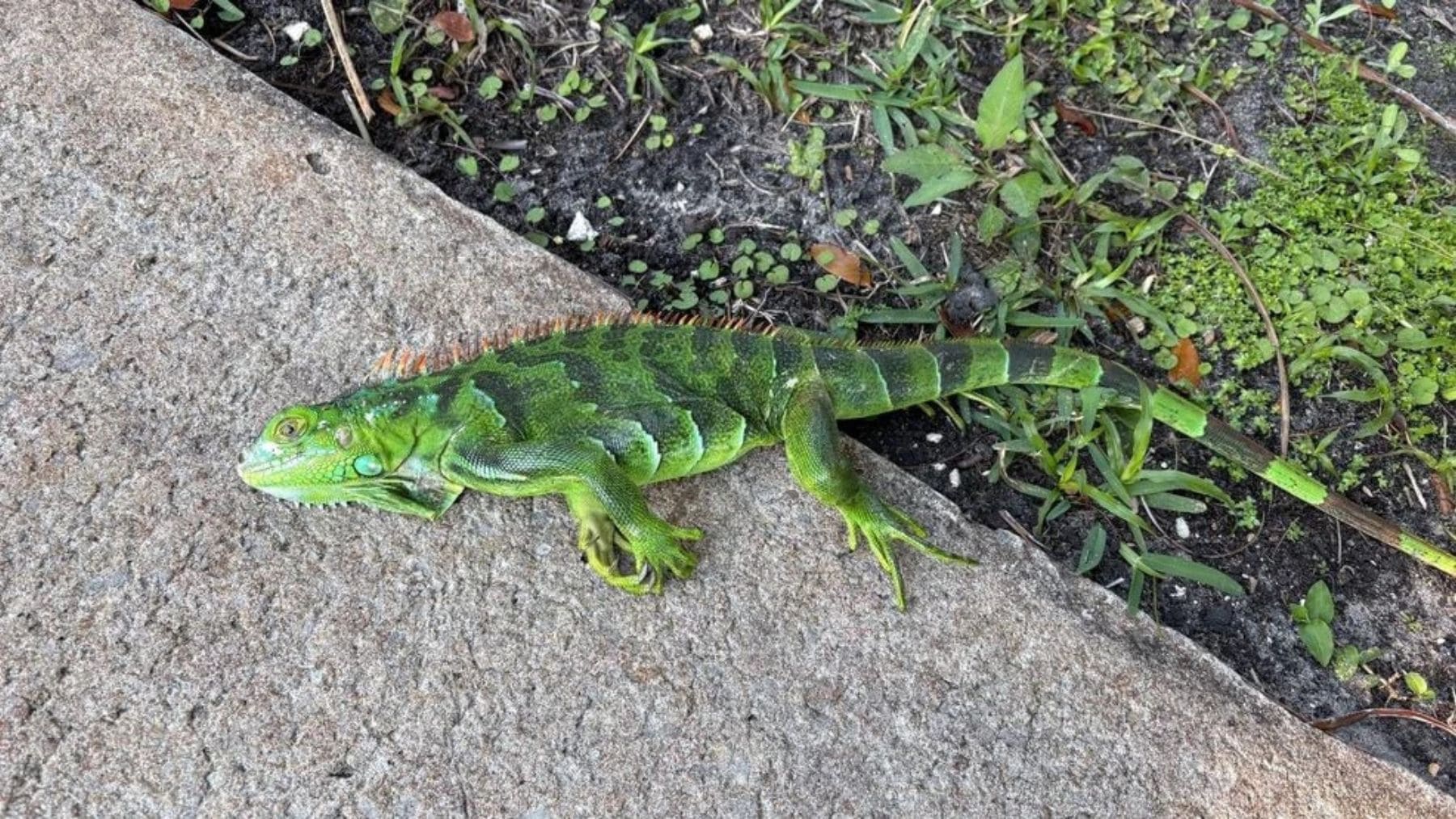 Iguana verde inmóvil en el suelo tras caer de un árbol por el frío en Florida.