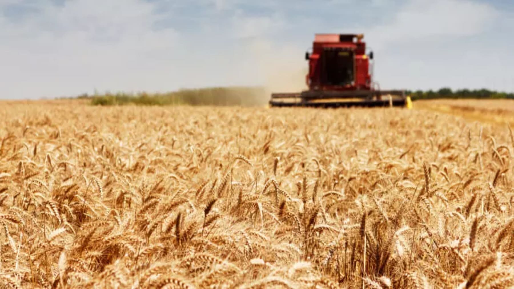 Impacto del calor extremo en la agricultura y el sector primario con campo agrícola seco bajo altas temperaturas