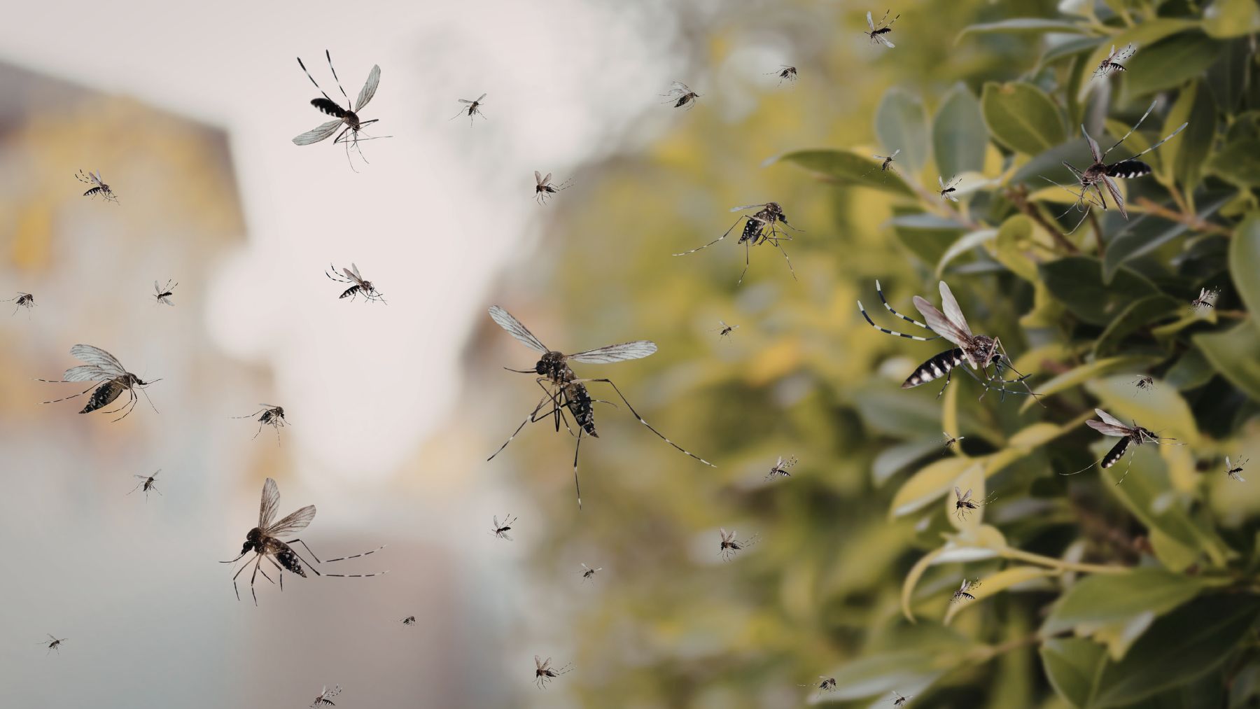 Mosquitos volando en masa en zona urbana de Nueva York durante invasión estacional.