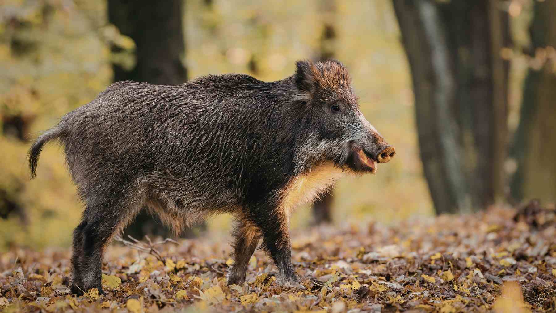 Jabalí en bosque protegido donde su actividad de hozado está dañando el suelo según estudio científico.