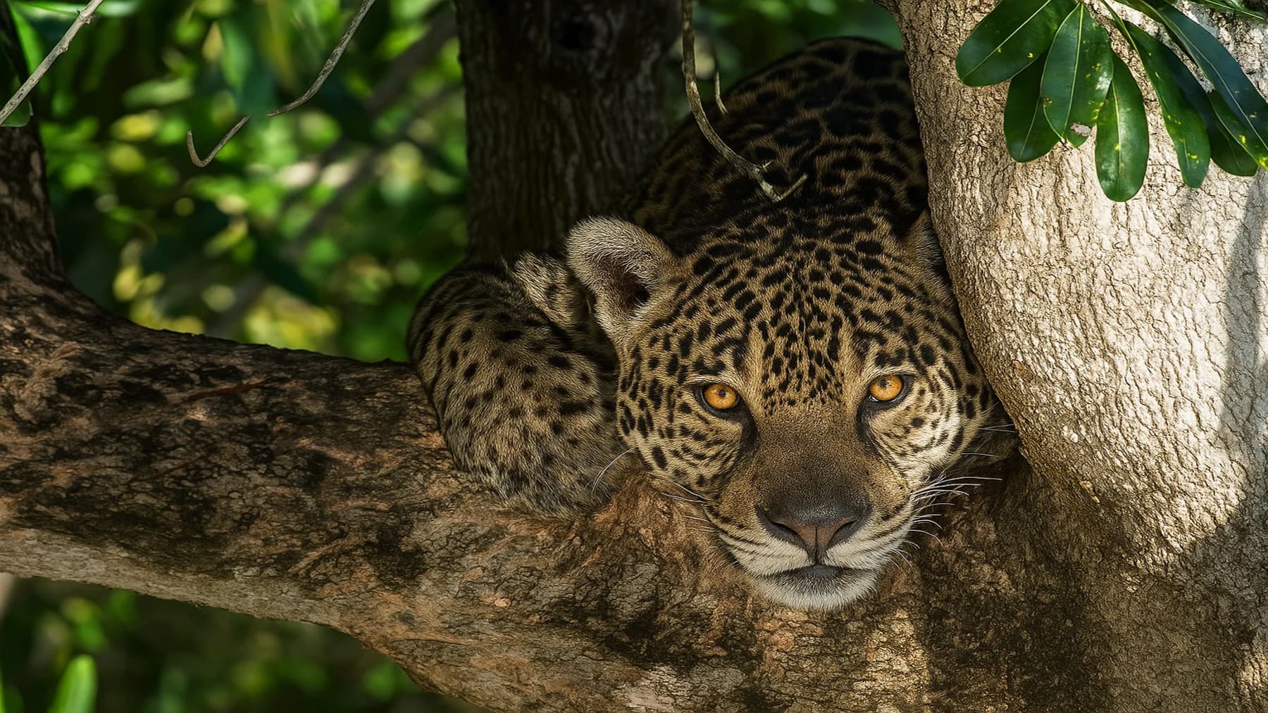 Gobiernos acuerdan proteger especies migratorias y frenar captura incidental global con jaguar en hábitat natural protegido