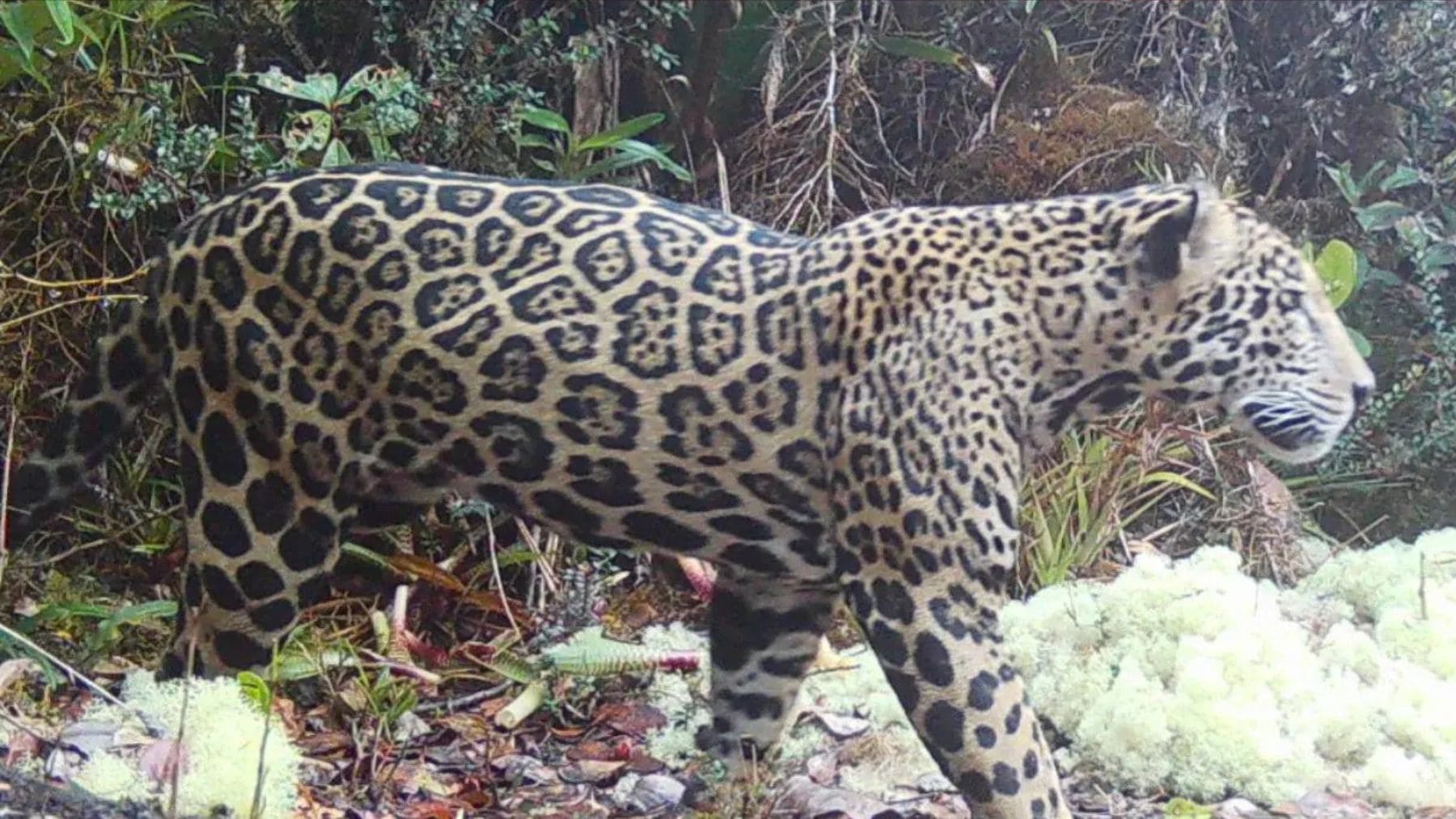 Jaguar captado por cámara trampa en la Sierra del Merendón (Honduras) a 2.200 metros tras años sin registros.