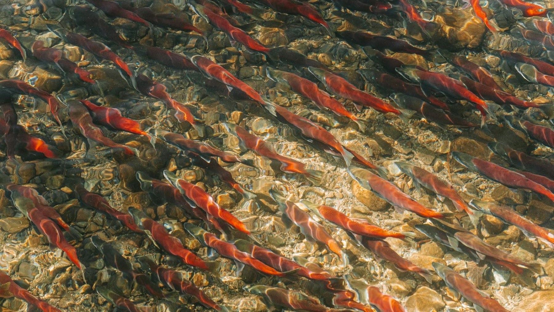 la cocaína en el agua altera el comportamiento del salmón