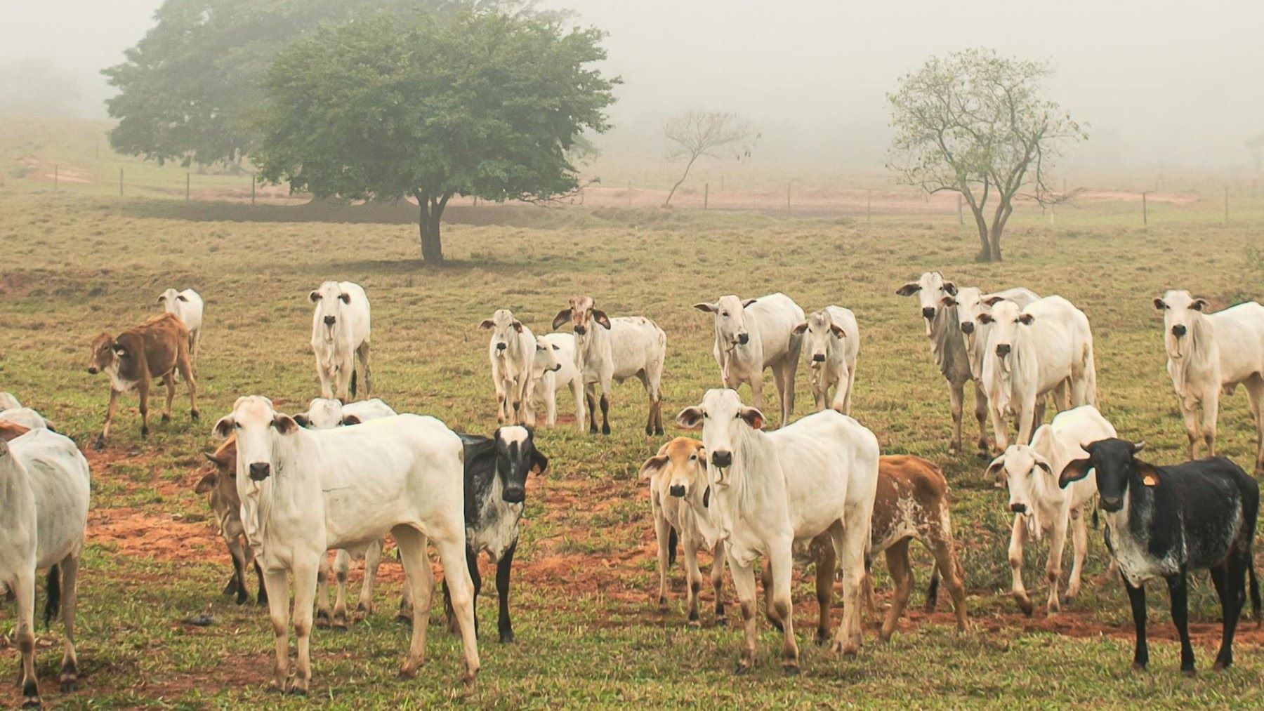 la deforestación del Chaco paraguayo amenaza al pueblo Ayoreo