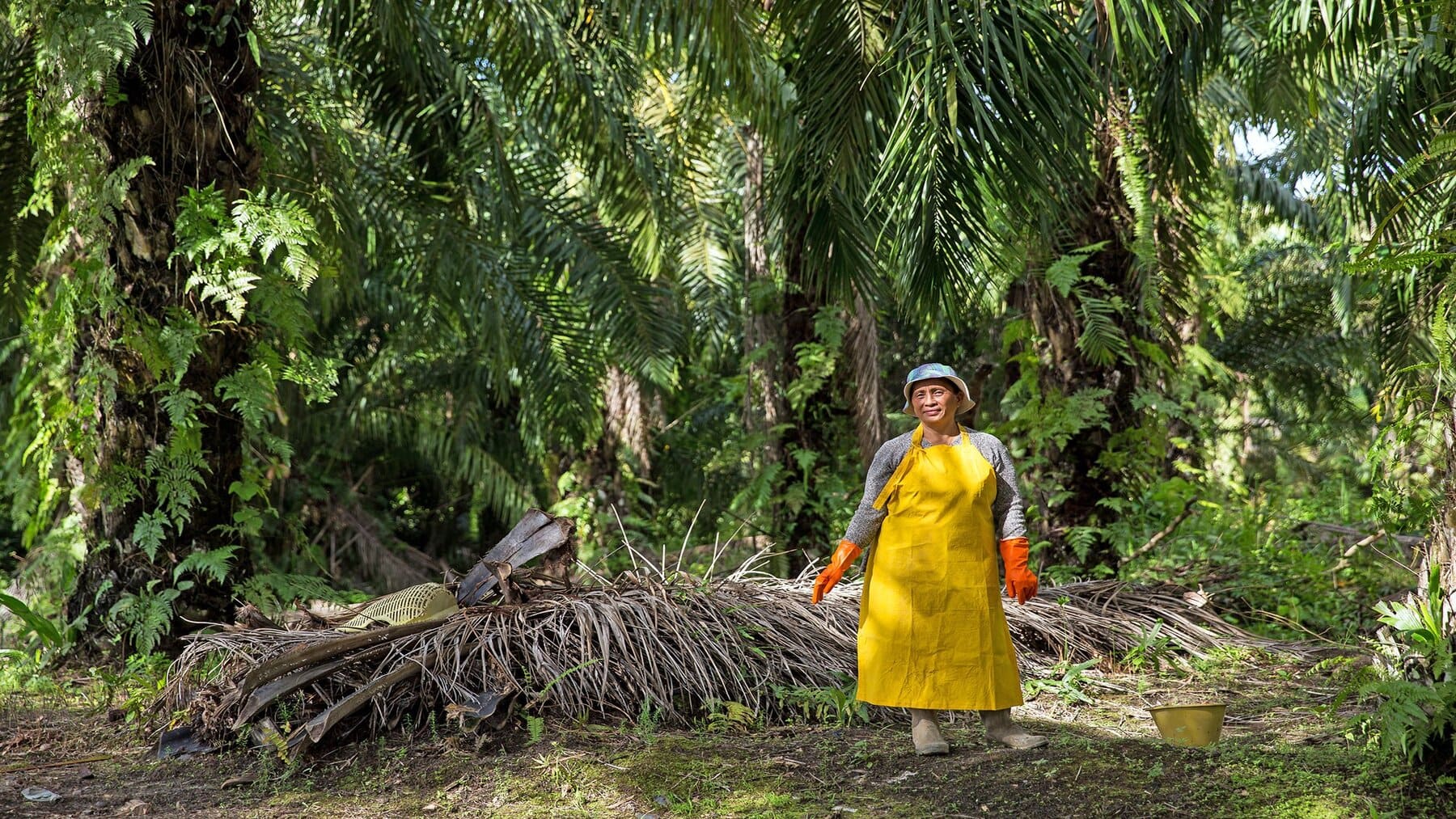 La deforestación en Indonesia aumenta un 66 % en 2025 por el aceite de palma y la política alimentaria