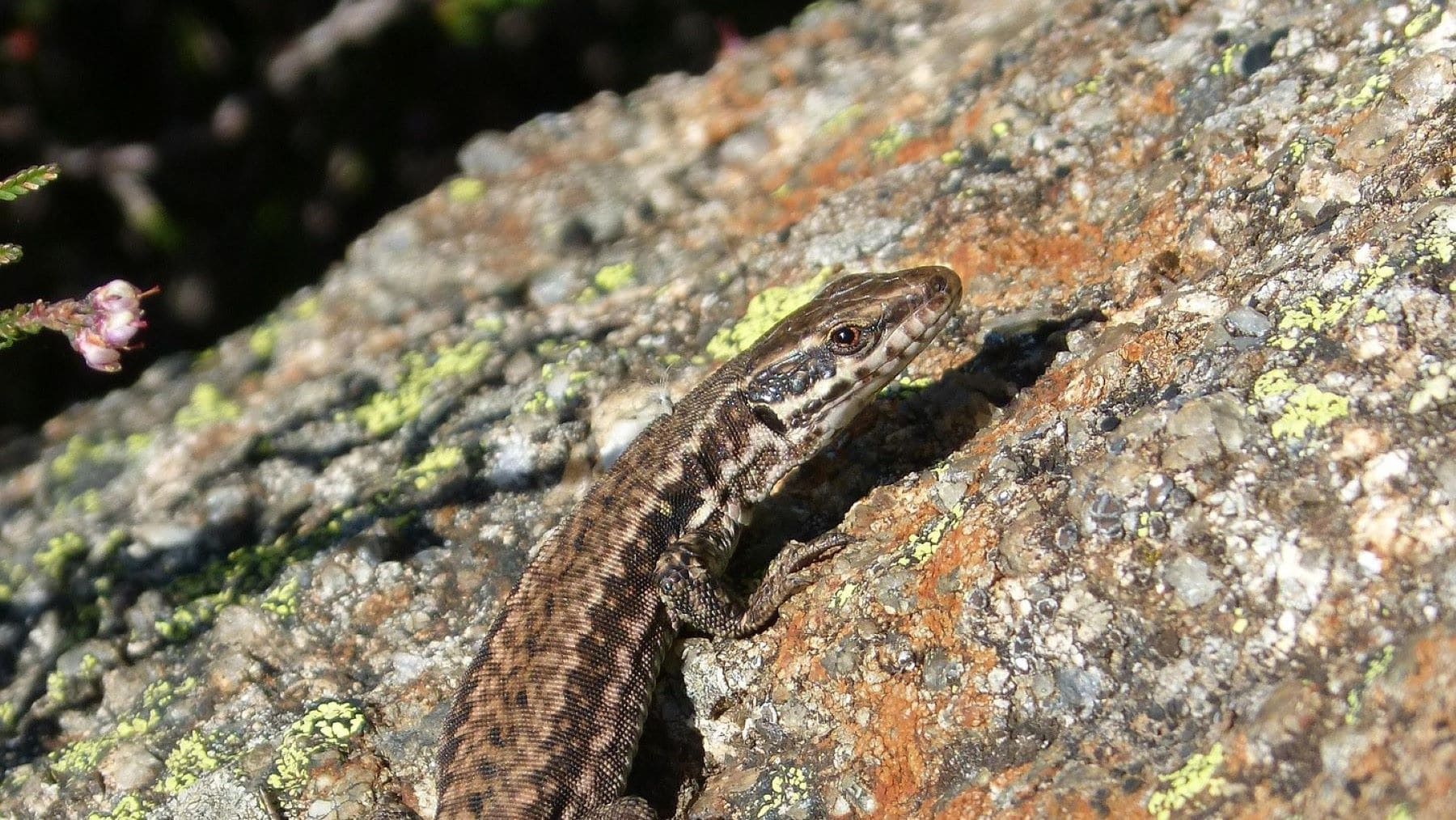 los megaincendios ponen en peligro a tres lagartijas endémicas de Castilla y León y amenazan su supervivencia