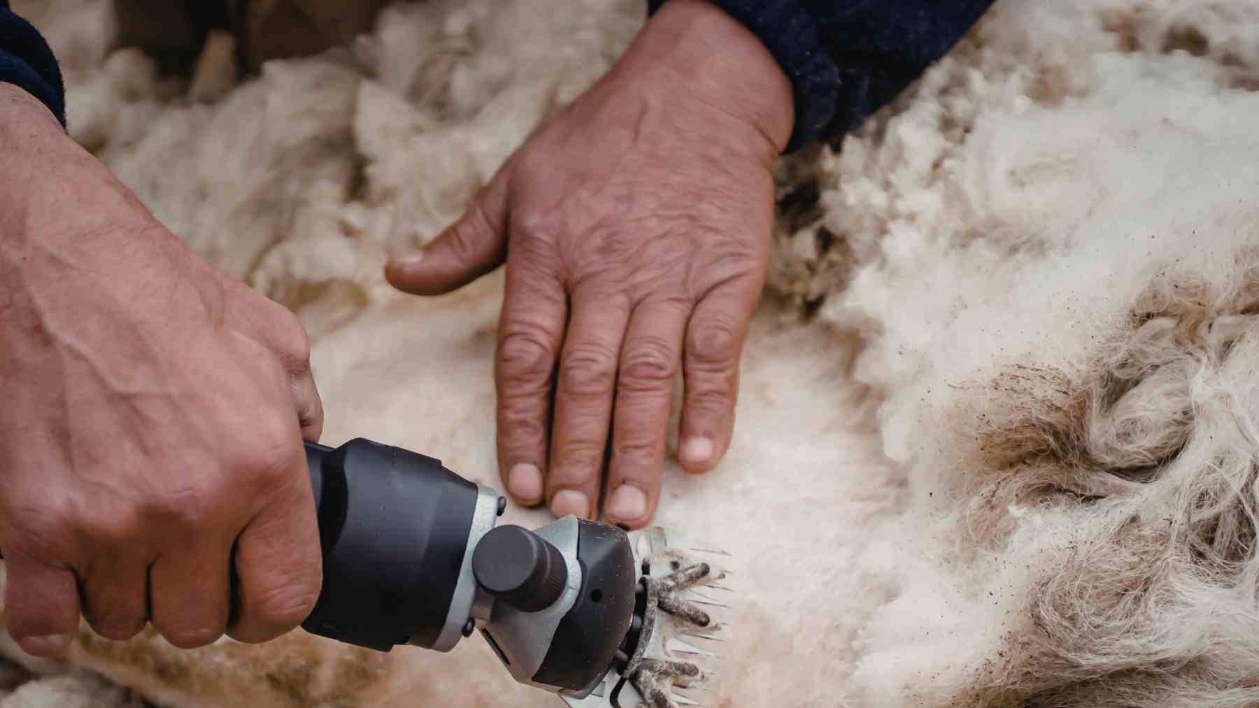 Esquilado de lana de oveja utilizada como aislante natural para viviendas eficientes