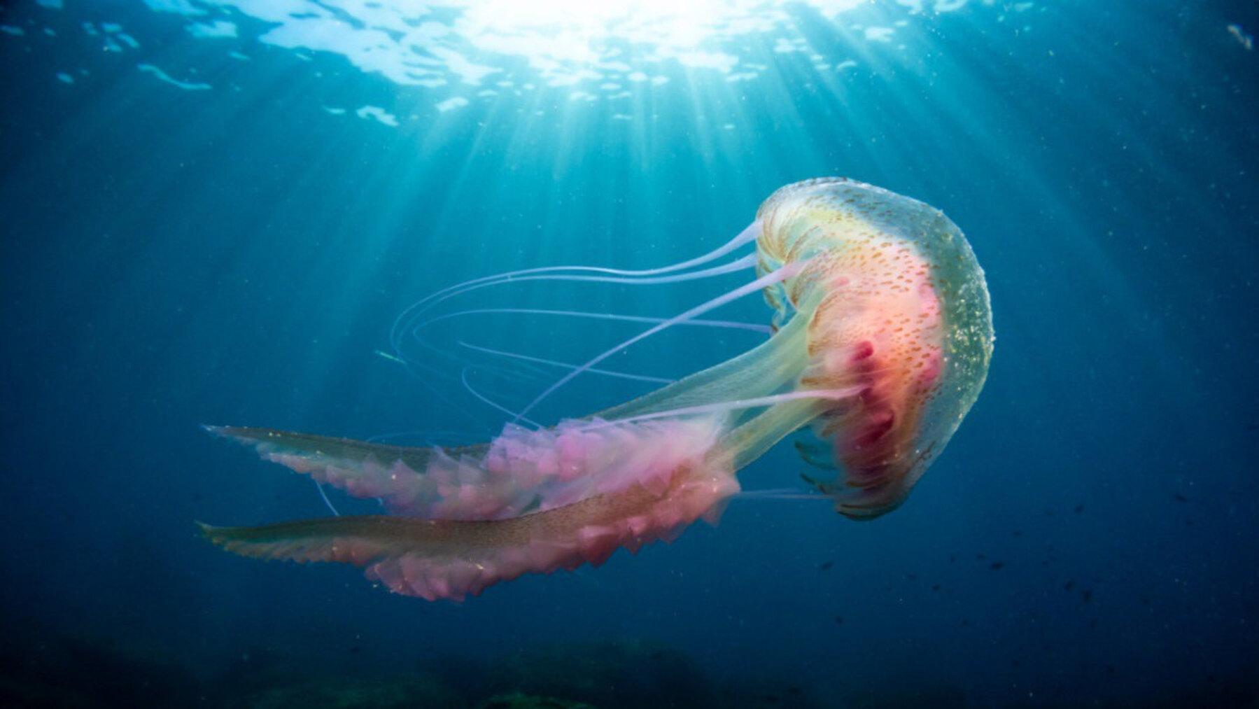 científicos logran criopreservar larvas de medusa por primera vez a nivel mundial en laboratorio