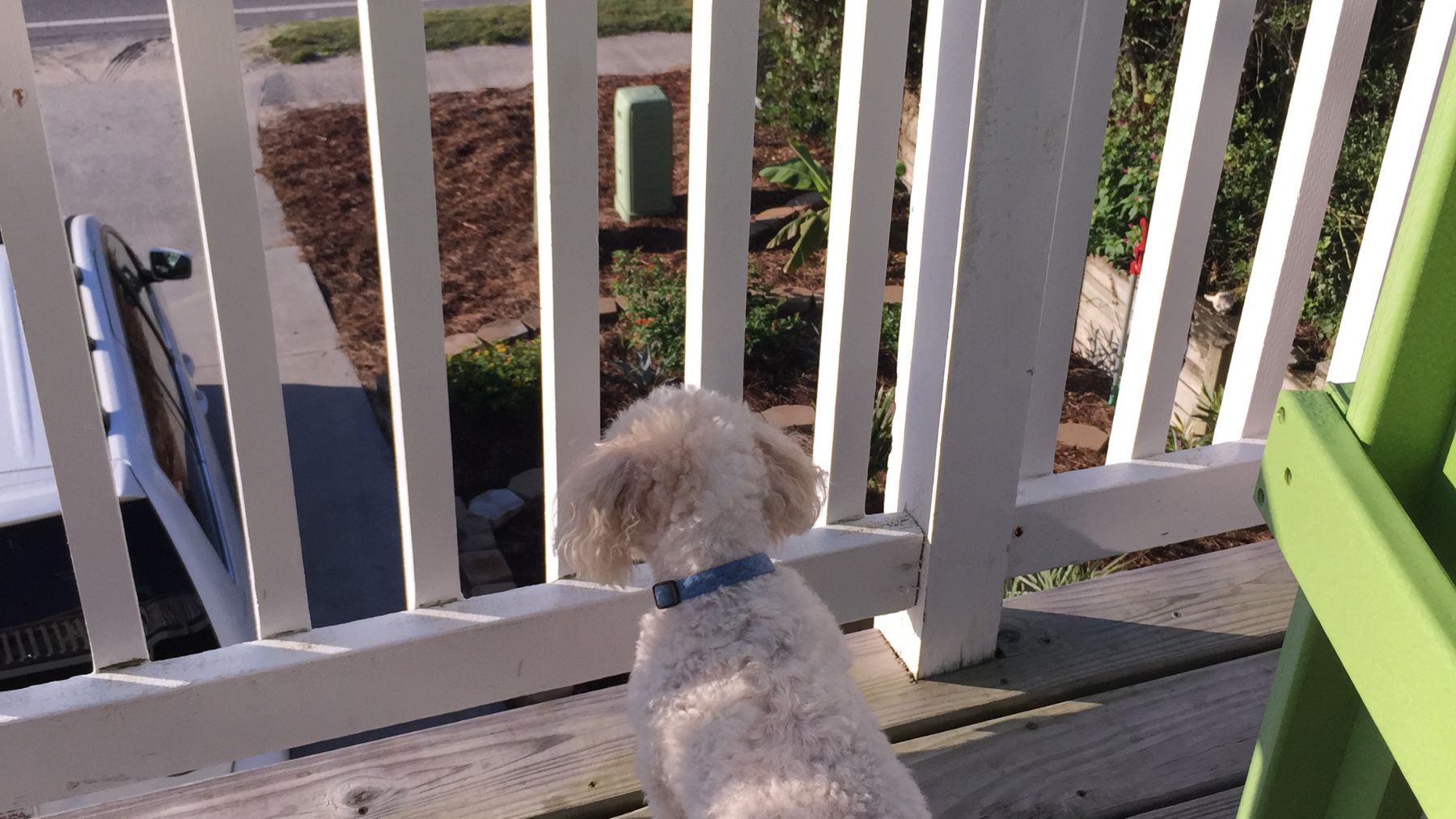 Perro solo en una terraza o balcón, práctica prohibida por la Ley de Bienestar Animal en España.